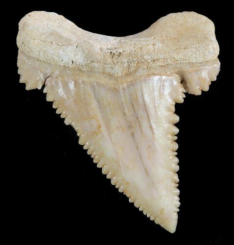 , Heavily Serrated Fossil Shark (Palaeocarcharodon) Tooth #51905
